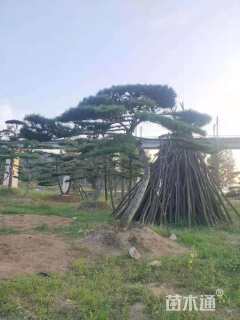 20公分造型油松