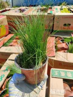 高度20厘米细茎针茅