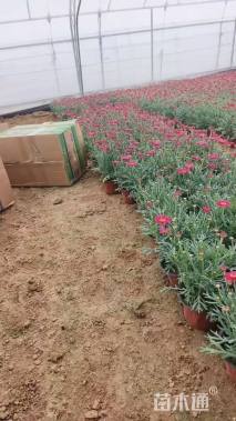 高度30厘米玛格丽特花