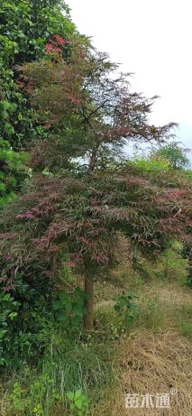 高度220厘米羽毛枫