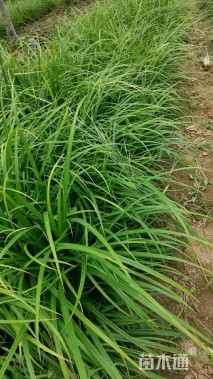 高度30厘米崂峪苔草