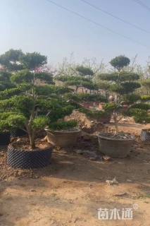 11公分造型黄杨