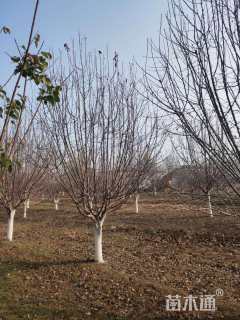 15公分钻石海棠