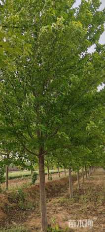 15公分美国红枫