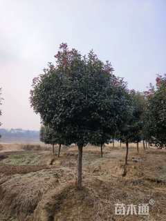 14公分红叶石楠