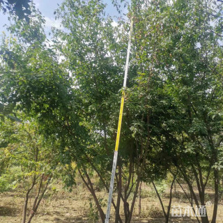 高度600厘米丛生茶条槭