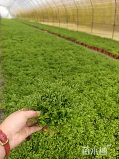 高度10厘米翠云草