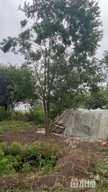 40公分(4杆)丛生乌桕