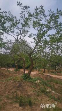 30公分造型乌桕