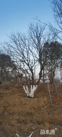 100公分丛生乌桕