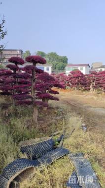 15公分造型红花继木桩