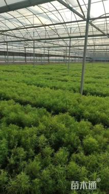 高度15厘米地肤