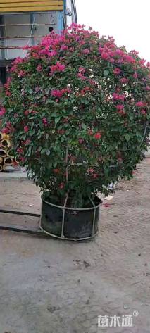 冠幅210厘米三角梅球