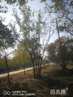 40公分丛生朴树