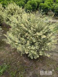 冠幅100厘米银姬小蜡球