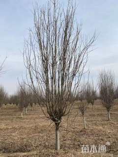 10公分西府海棠