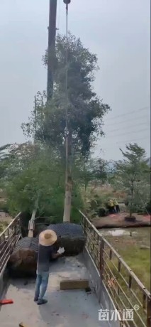 12公分小叶榄仁