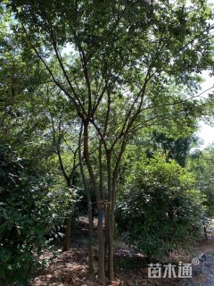 40公分丛生朴树