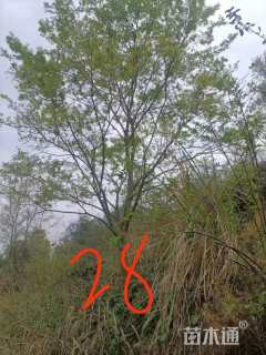 10公分多杆朴树