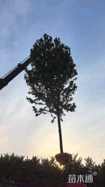 20公分美国红枫-红冠