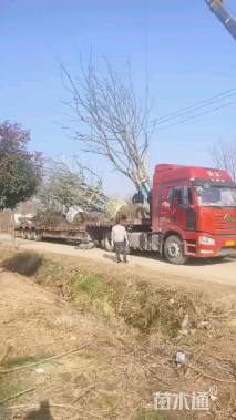 40公分(4杆)丛生乌桕