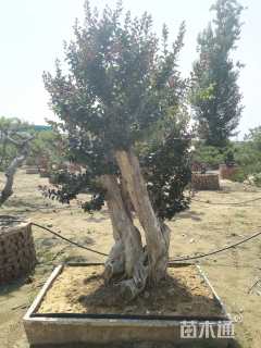 65公分造型紫薇