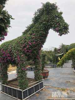 5公分造型三角梅