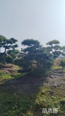 12公分造型黑松