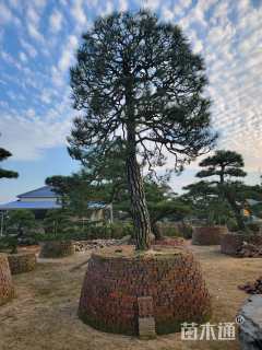 40公分日本黑松