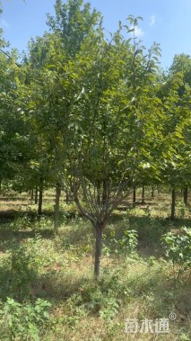 13公分日本晚樱