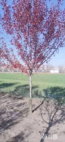 10公分美国红枫-红冠