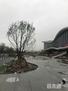 60公分丛生香樟