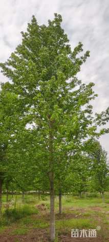 18公分美国红枫