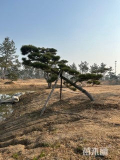 移栽苗造型罗汉松