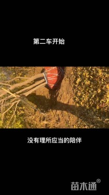 高度800厘米丛生五角枫