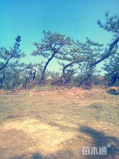 高度300厘米黑松