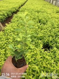 高度20厘米金叶假连翘