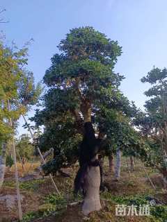 高度170厘米茶花-金玉满堂