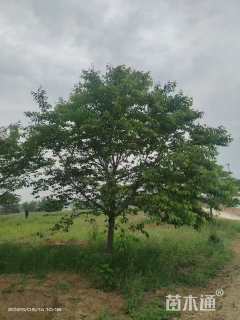 20公分日本晚樱