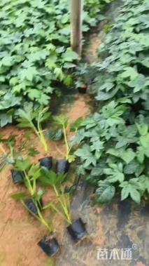 高度20厘米八角金盘