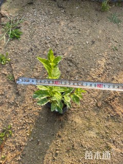 高度20厘米花叶假连翘