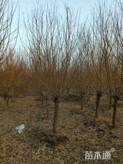 15公分紫叶碧桃