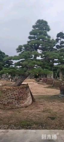 30公分日本黑松