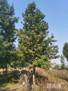 15公分北美枫香