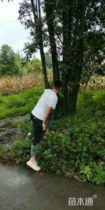 高度510厘米金弹子