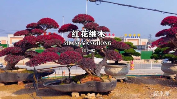 高度150厘米红花继木