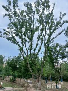 90公分丛生朴树