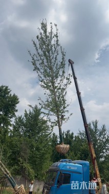 10公分欧洲小叶椴