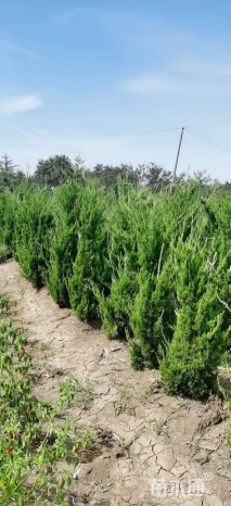 高度150厘米龙柏