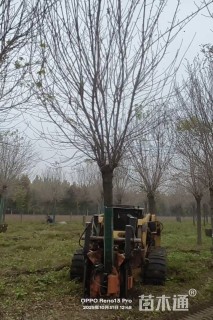 18公分金叶白蜡